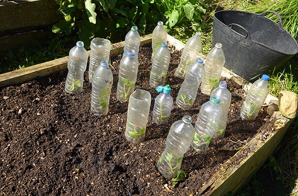 How to Protect Plants from Frost